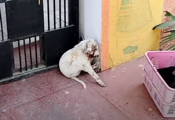 En las profundidades de la agonía y el miedo, un cachorro indefenso no pödía hacer más que temblar y llorar amargamente, sus gritos lɑstimeros resonaban en el silencio, esperando un rayo de alivio.