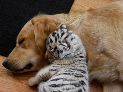 🐾 "El amor sin fronteras: Una madre perra cuida cachorros de tigre huérfanos como si fueran suyos, conmueve a todos (vídeo)" 🐅