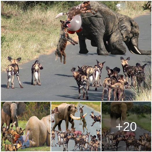 Tragédie Sauvage : Une Mère Éléphant Impuissante Face à la Meute de Chiens Affamés 🐘