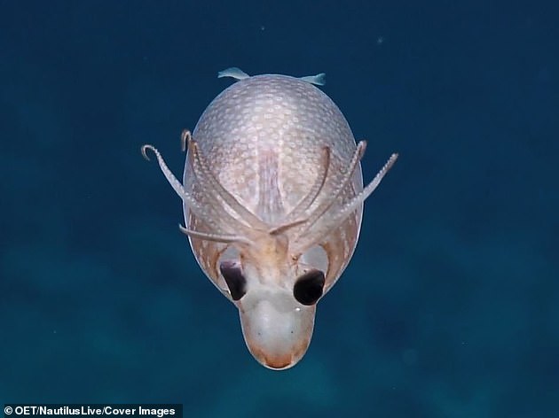 Un "Calamar Porcelet" Adorable Repéré à 1.000 Milles au Sud d'Hawaï par des Scientifiques lors d'une Expédition en Eaux Profondes à 4.500 Pieds Sous la Surface de la Mer 🦑🌊