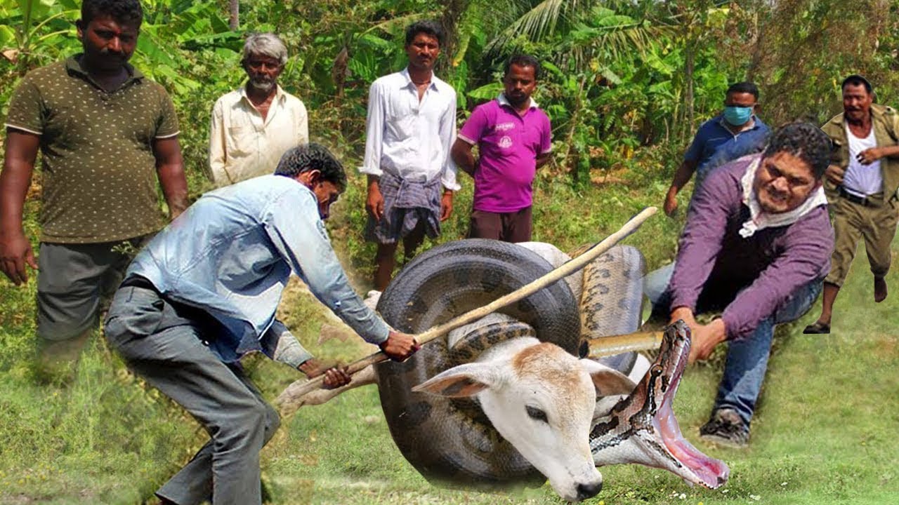 Mère Héroïque: La Vache Affronte Tous les Dangers Pour Sauver Son Veau d'une Python Géante 🐮🐍