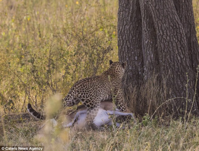 La chasse victorieuse du léopard à l'antilope se termine par un déjeuner serein parmi les arbres