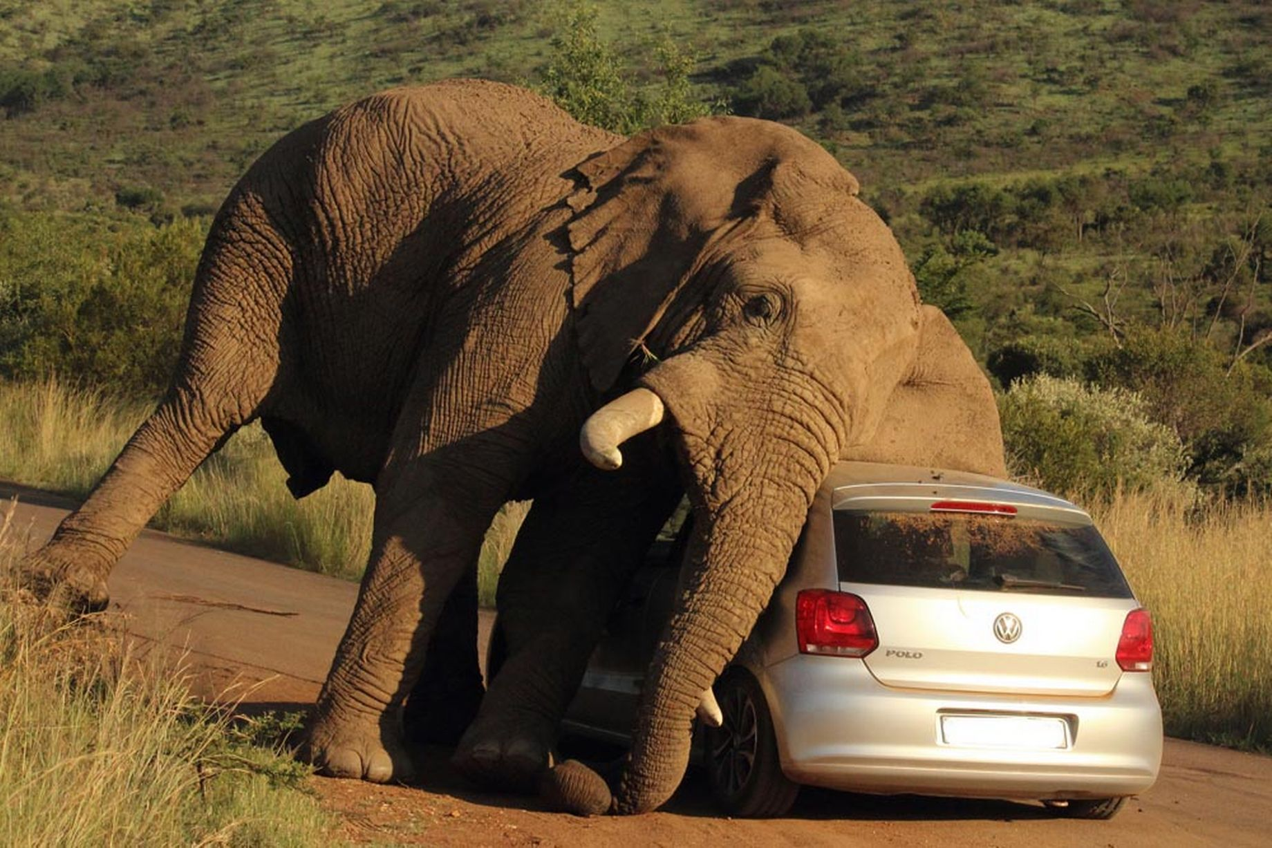 Face à l'Adversité: Les Touristes Prudents Restent dans Leurs Véhicules Face à un Éléphant Nerveux