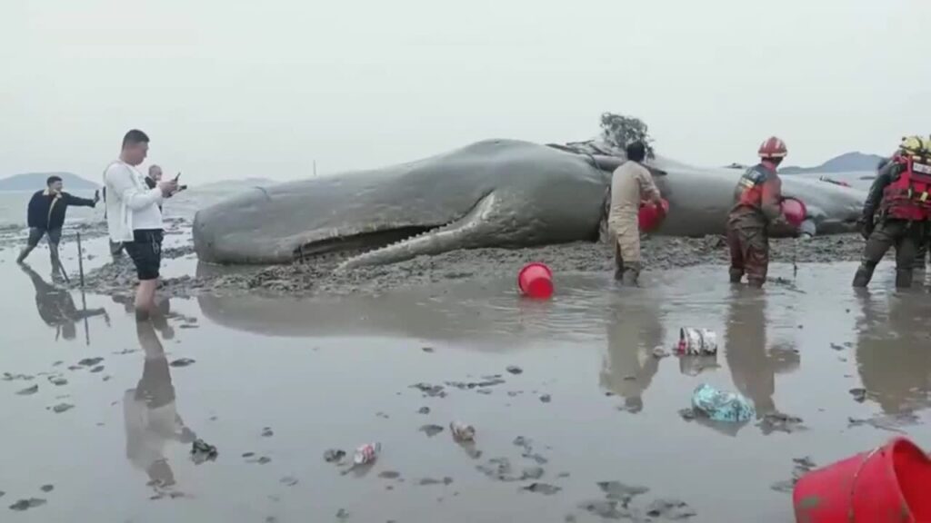 Acto de Valentía: Épico Rescate de Ballena Tras 20 Horas de Esfuerzo