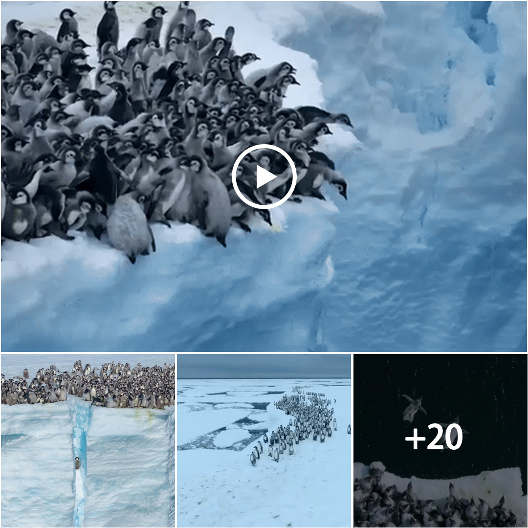 Événement inédit : Des centaines de pingouins sautent d'une falaise de glace de 15 mètres, laissant les spectateurs bouleversés 🌊 #Incroyable #Faune